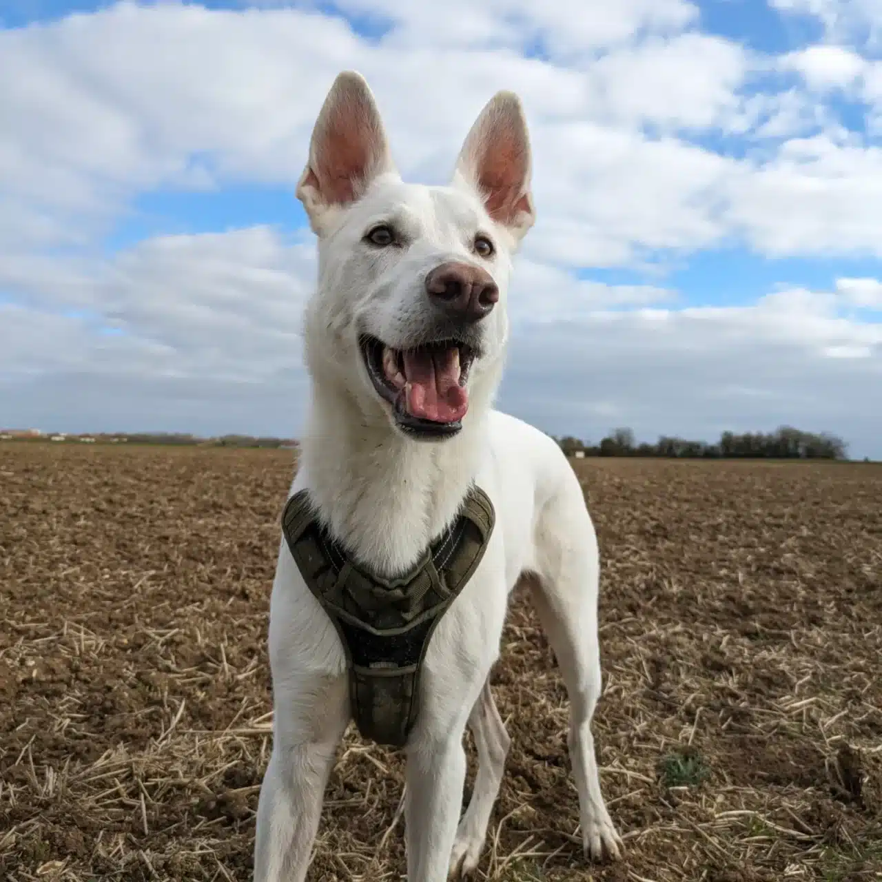 photo chien balade